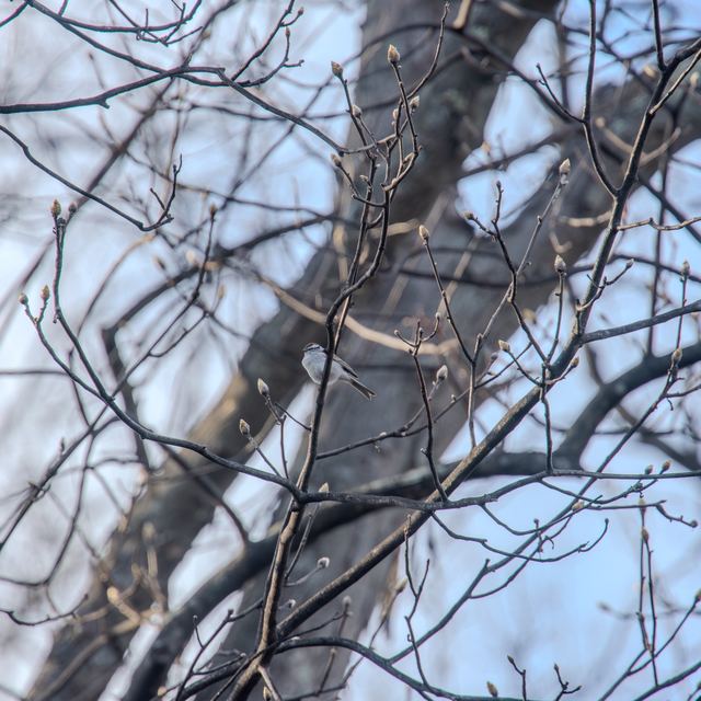 Red-bellied Woodpecker