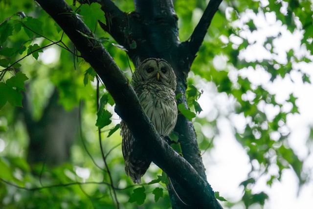 Barred Owl