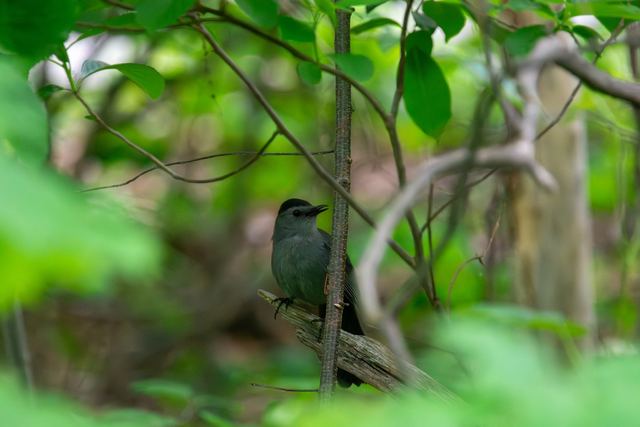 Gray Catbird