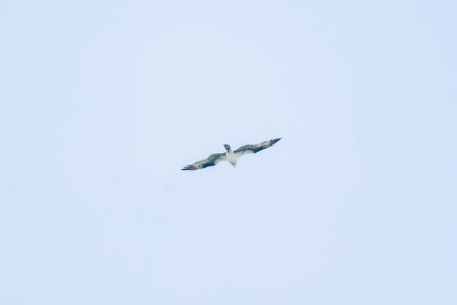 Osprey
