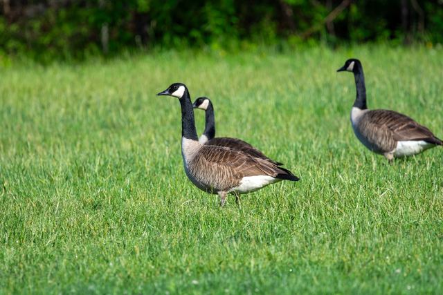 Canada Goose
