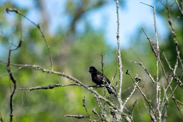 Red-winged Blackbird