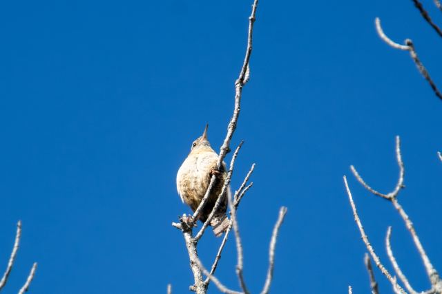 Carolina Wren