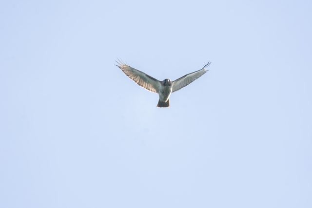 Red-tailed Hawk