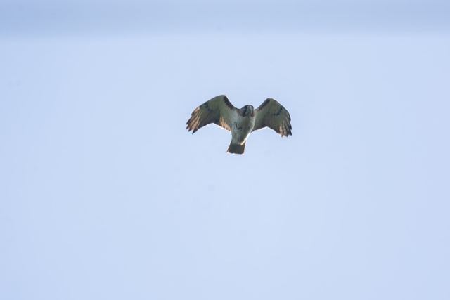 Red-tailed Hawk