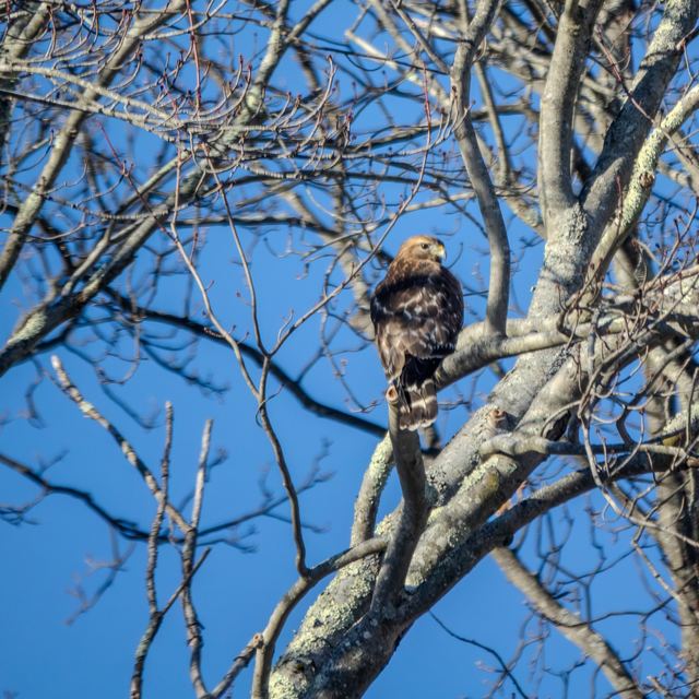 Cooper's Hawk