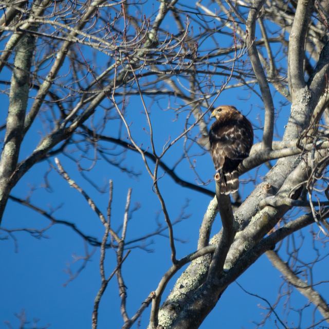Cooper's Hawk