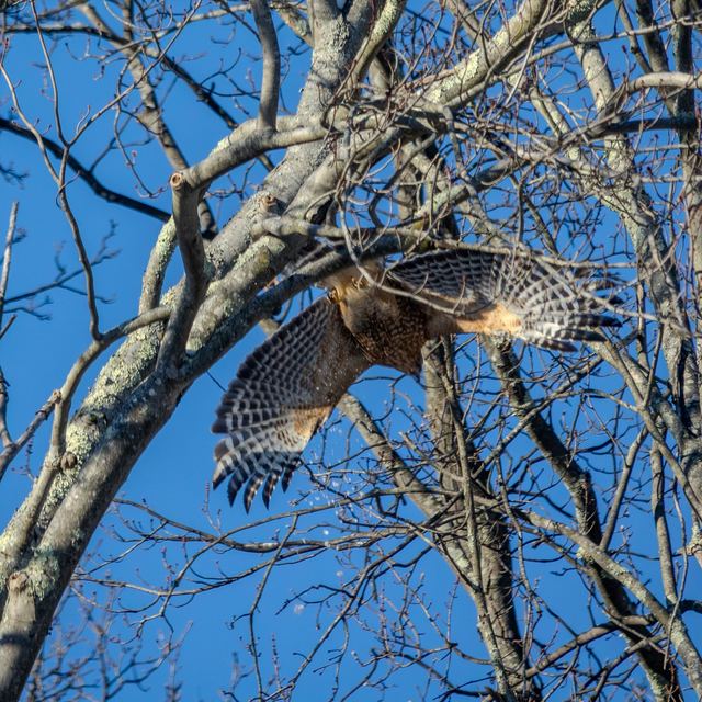 Cooper's Hawk