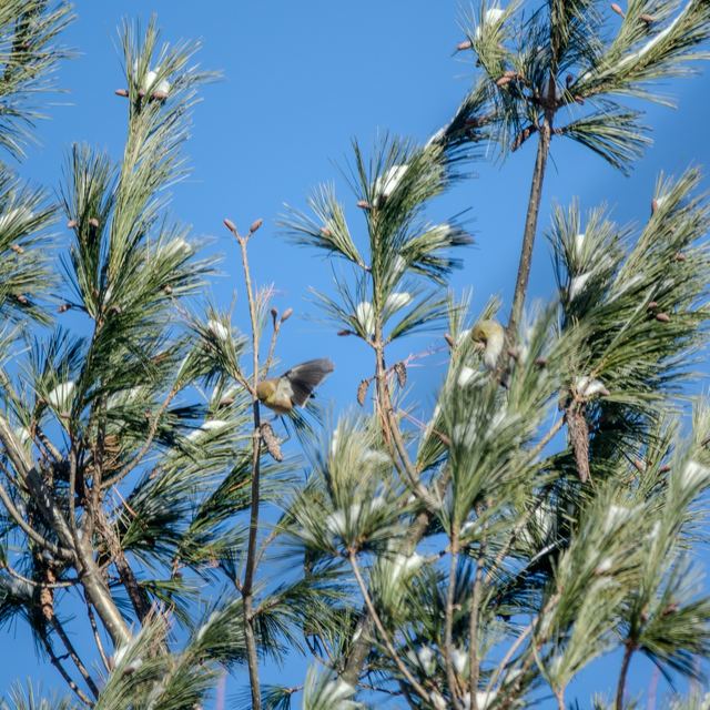 American Goldfinch