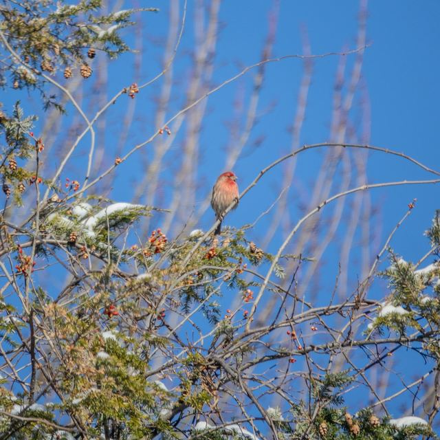 House Finch