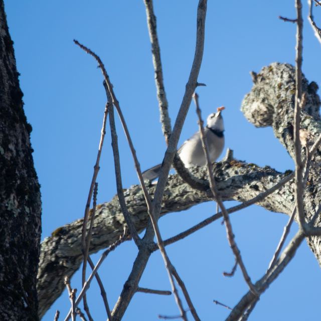 Blue Jay