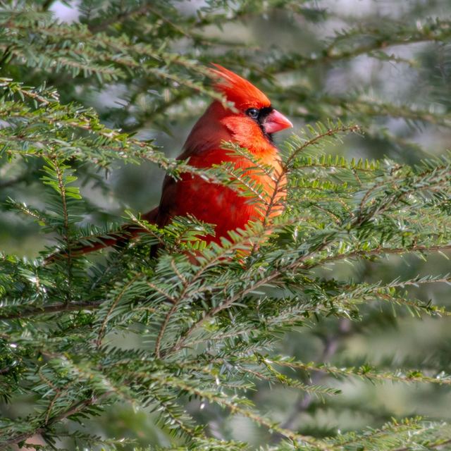 Northern Cardinal