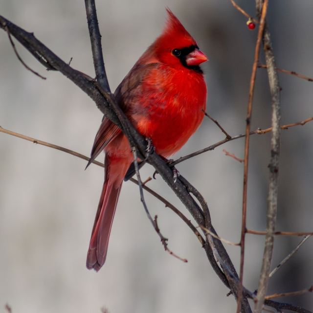 Northern Cardinal
