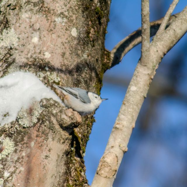 White-breasted Nuthatch