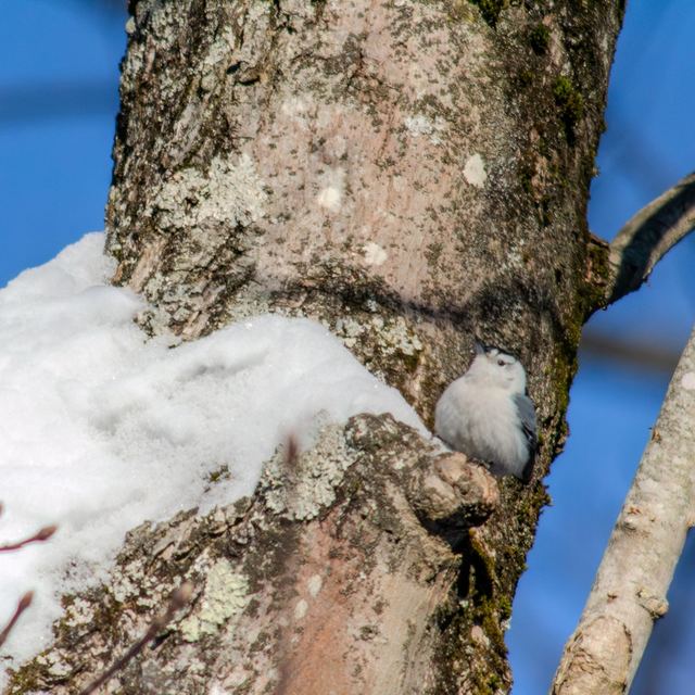 White-breasted Nuthatch