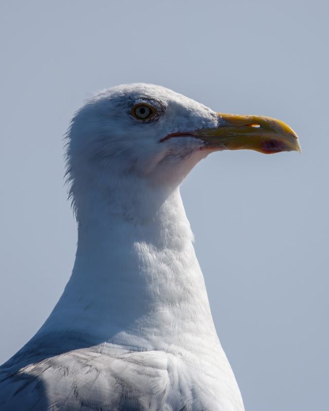 American Herring Gull