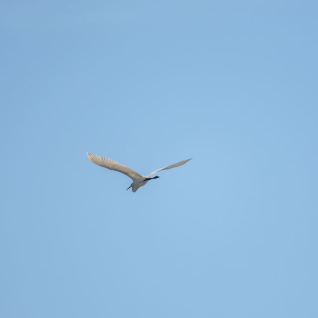 Great Egret