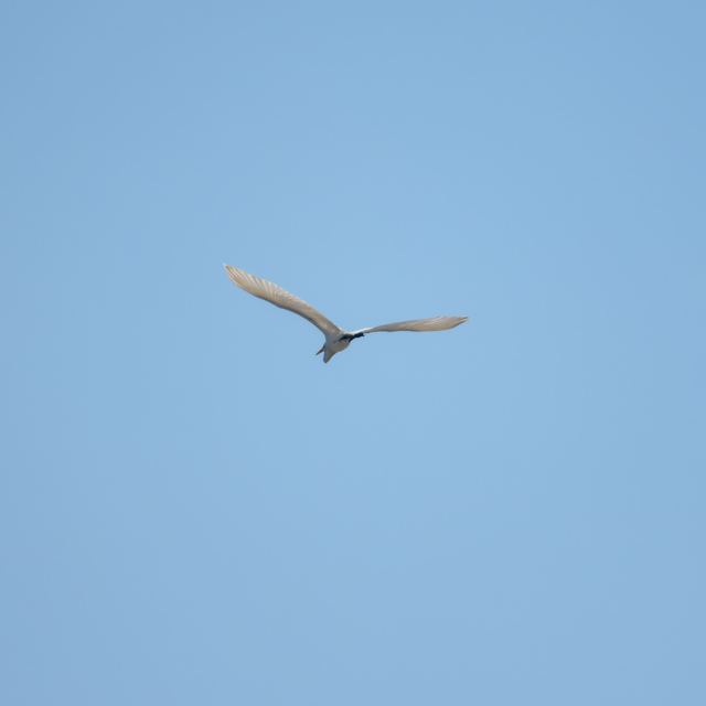 Great Egret