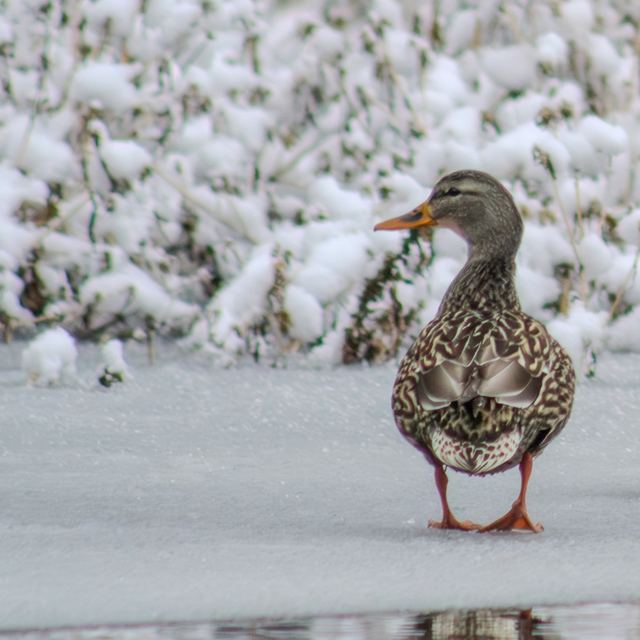 Mallard