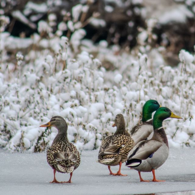Mallard