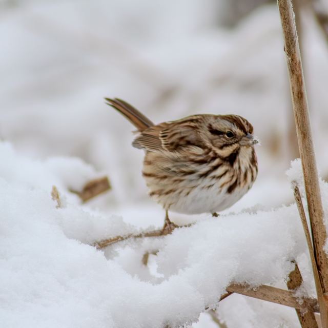 Song Sparrow