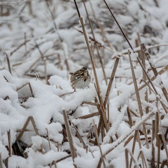 Song Sparrow
