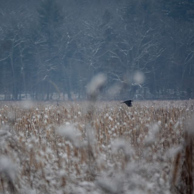 Northern Harrier