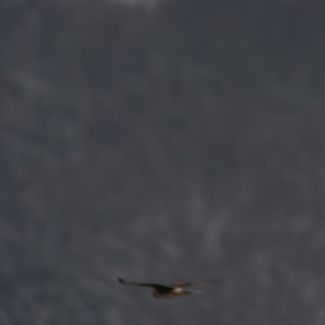 Northern Harrier