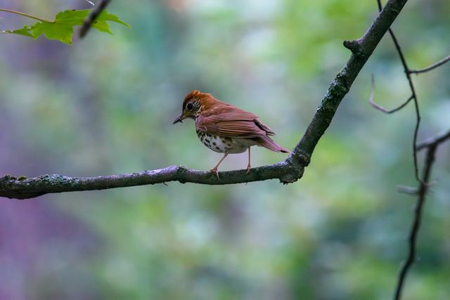Wood Thrush