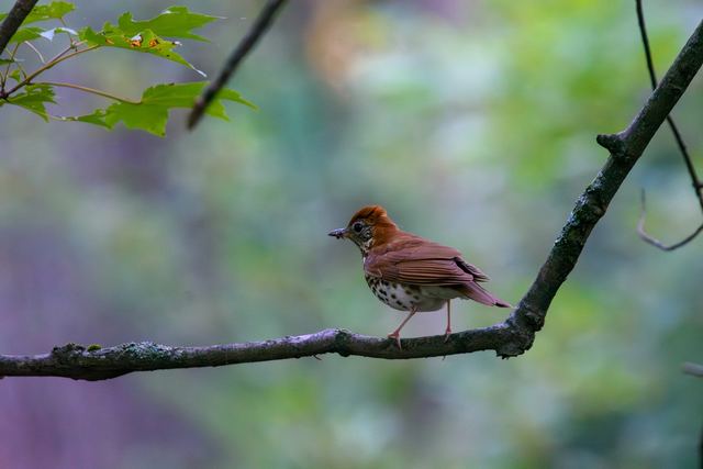 Wood Thrush