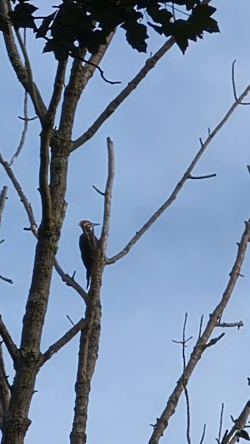 Pileated Woodpecker