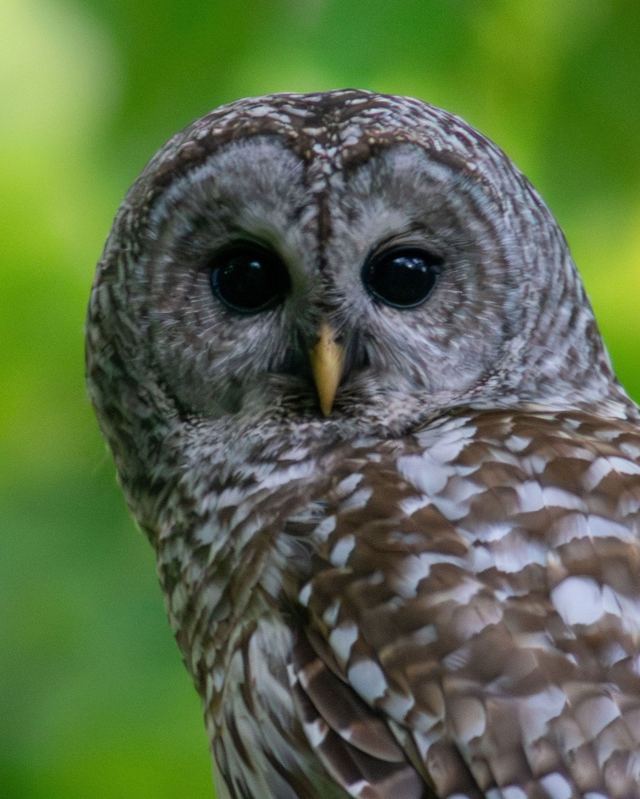 Barred Owl