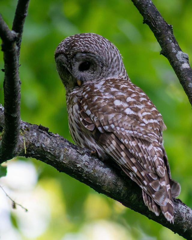 Barred Owl