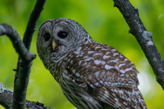 Barred Owl