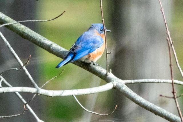 Eastern Bluebird