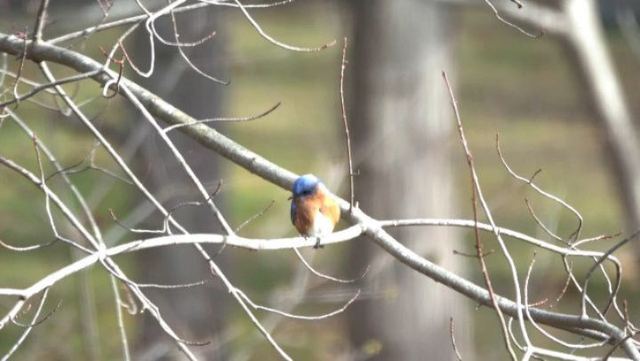 Eastern Bluebird