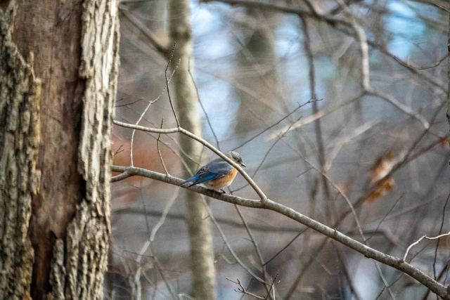 Eastern Bluebird