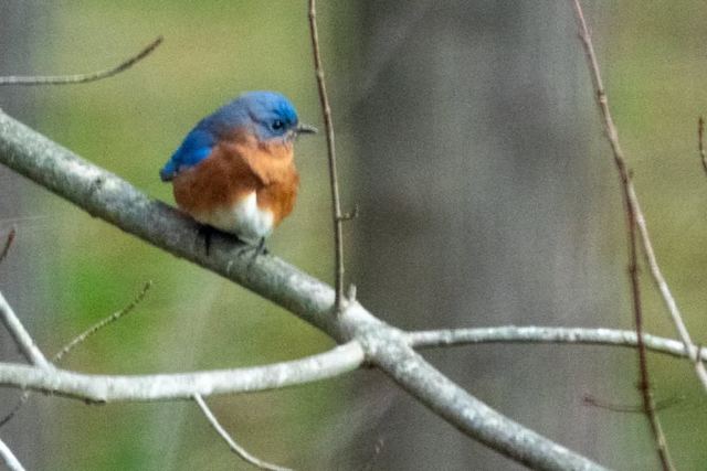 Eastern Bluebird