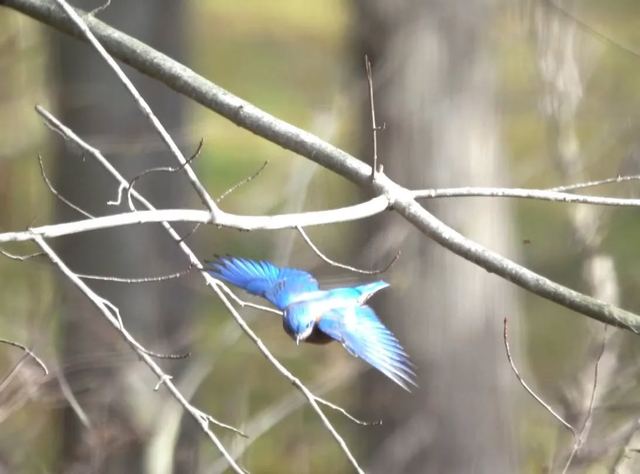 Eastern Bluebird