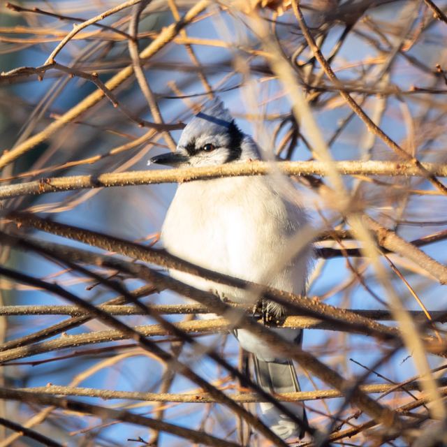Blue Jay