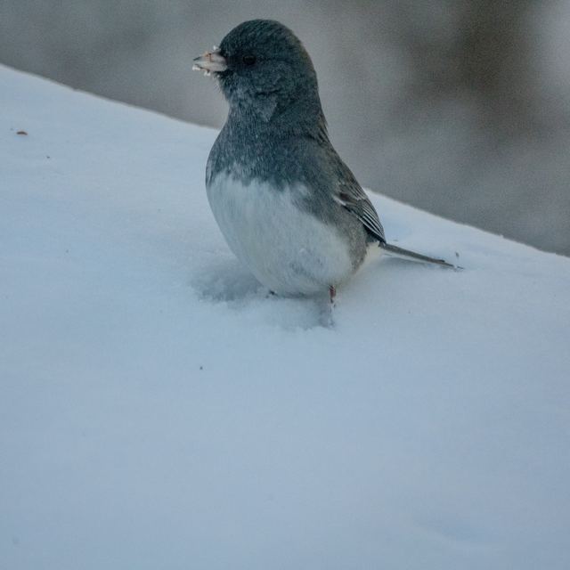Dark-eyed Junco