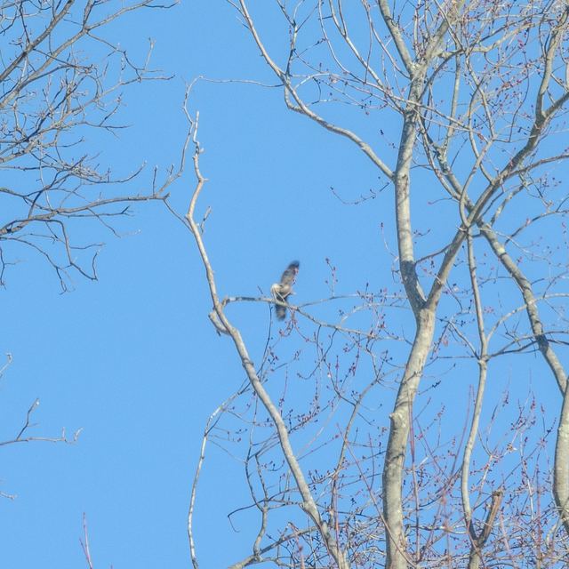 Bald Eagle