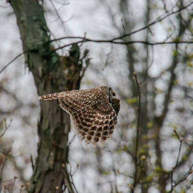 Barred Owl