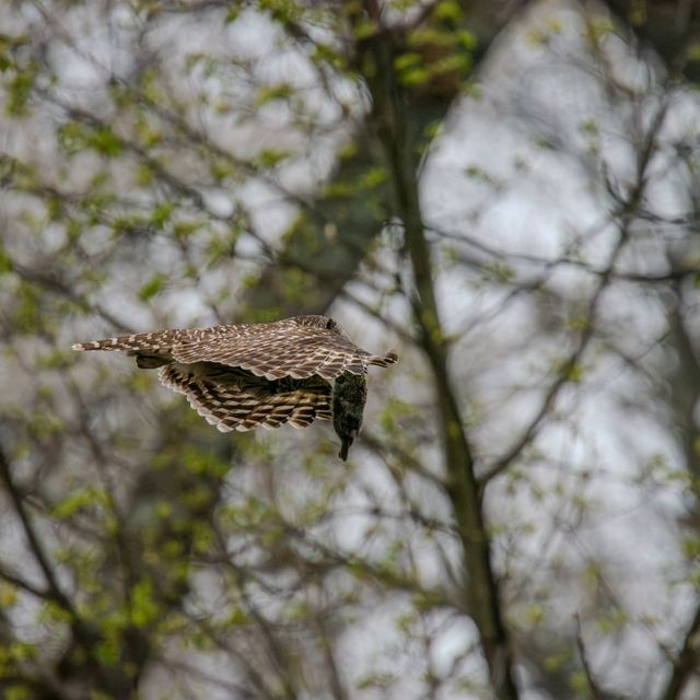 Barred Owl