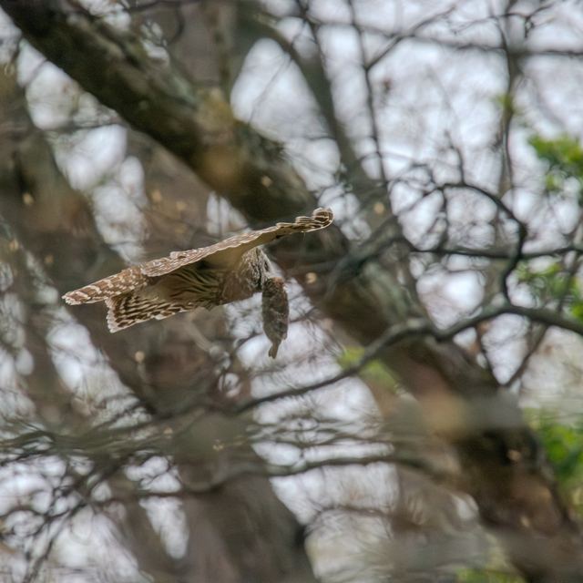Barred Owl