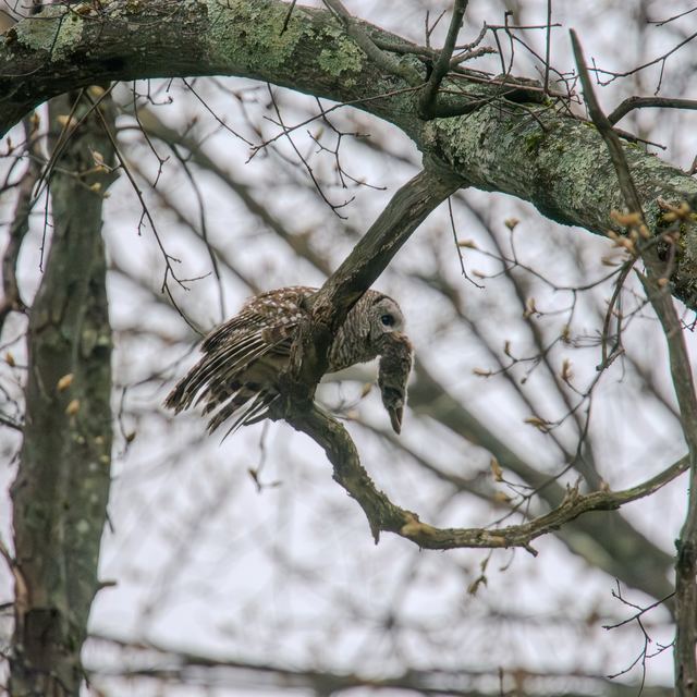 Barred Owl