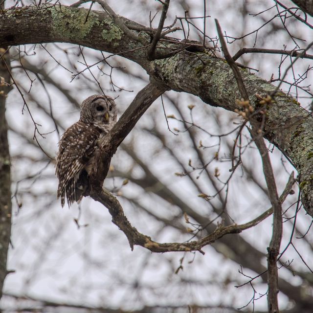 Barred Owl