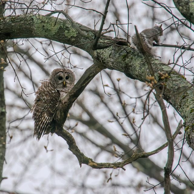 Barred Owl
