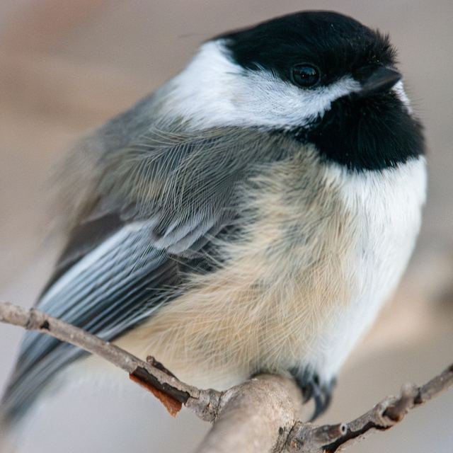 Black-capped Chickadee