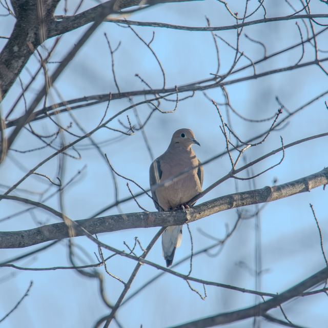 Mourning Dove